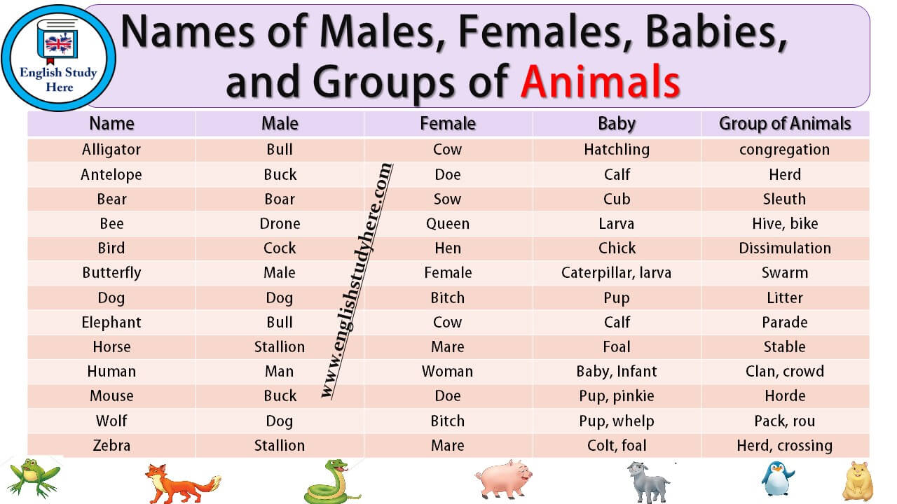 Names of Males, Females, Babies, and Groups of Animals, Gender of Animals -  English Study Here