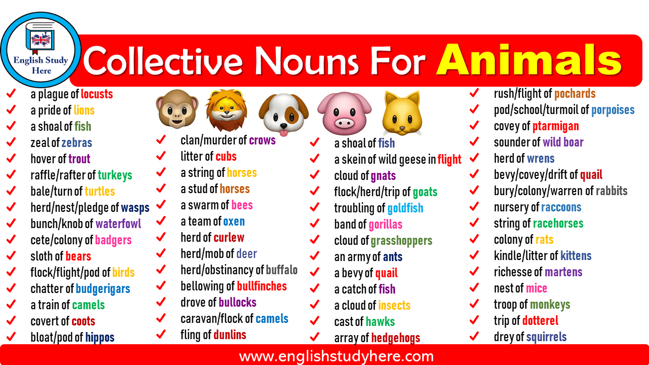 Collective Nouns For Animals - English Study Here