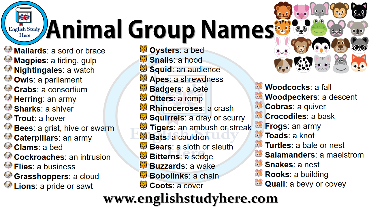 Animal Group Names - English Study Here