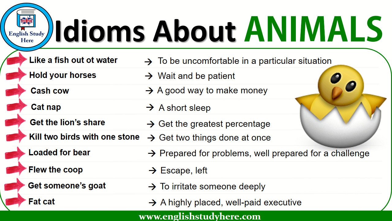 Idioms About ANIMALS - English Study Here