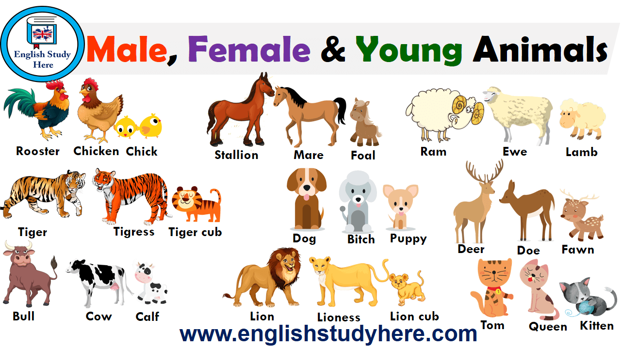 Male, Female and Young Animals Names - English Study Here