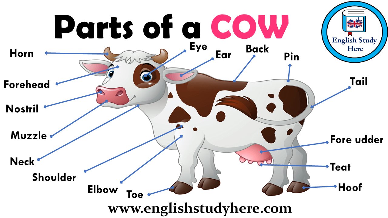 Parts of a COW Vocabulary - English Study Here