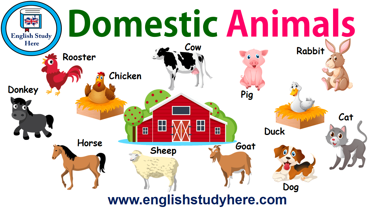 Pet Animals List With Pictures Pdf There Are Numerous Lists Online Of 