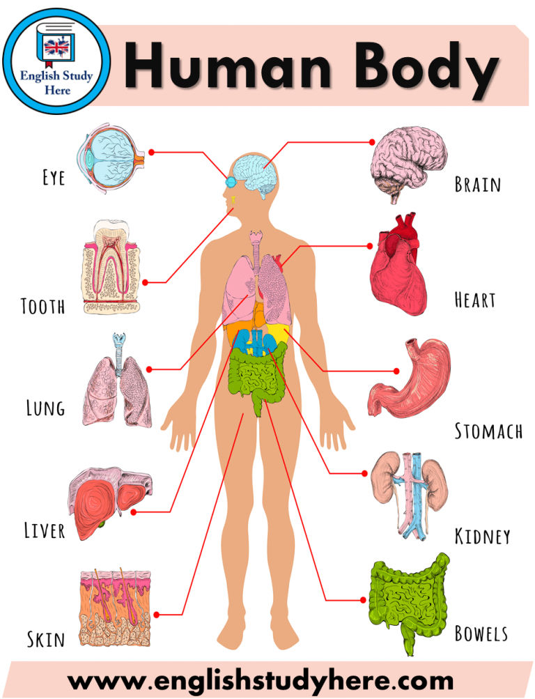 The complete human body