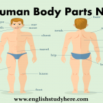Human Body Parts Names