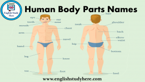 Human Body Parts Names - English Study Here
