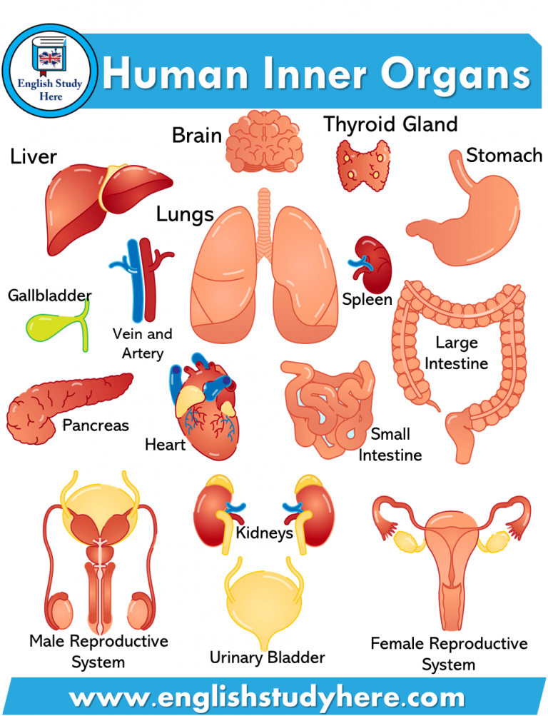 Organs With 2 Systems