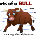 Parts of a BULL Vocabulary