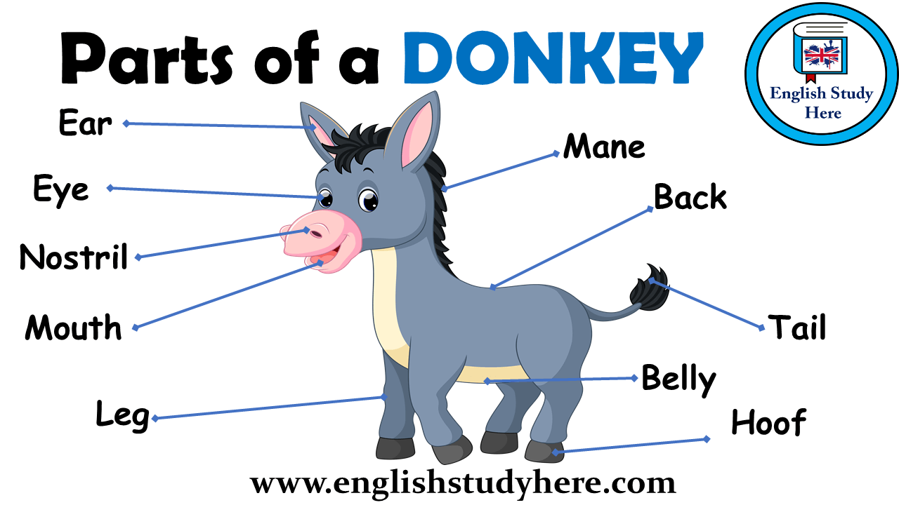 Parts of a Donkey Vocabulary