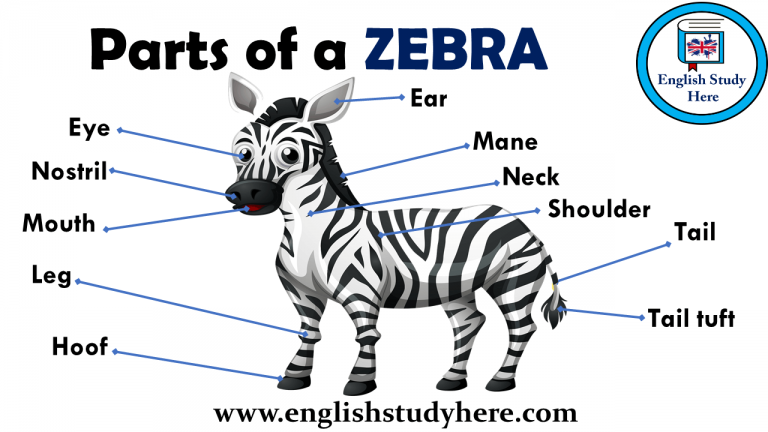 Parts of a ZEBRA Vocabulary - English Study Here