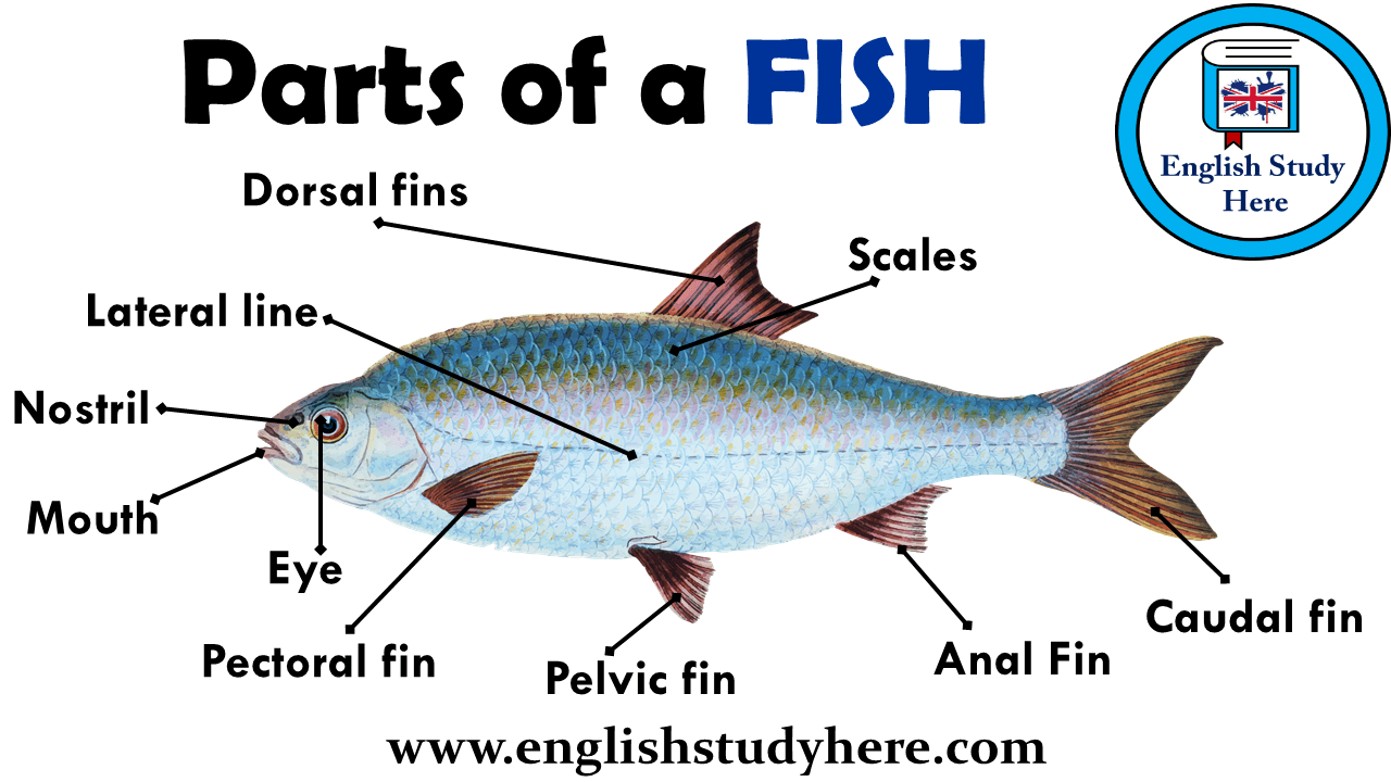 Parts of a FISH Vocabulary - English Study Here
