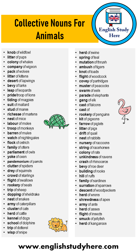75 Collective Nouns For Animals Word List - English Study Here