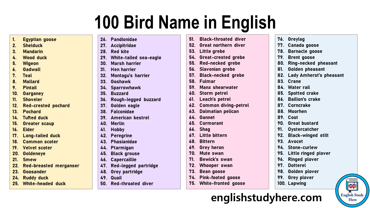 100 Birds Name in English - English Study Here