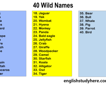 100 Animals Names, Animals Names List - English Study Here